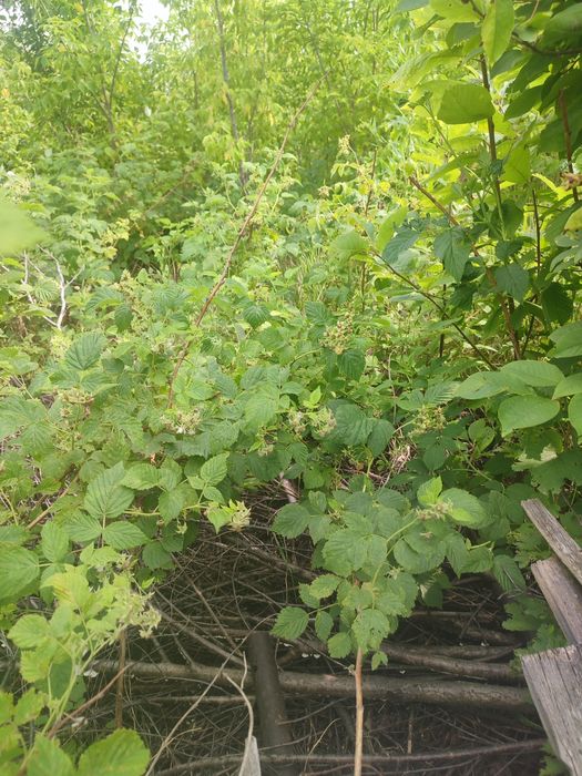 Продам дачу на бухтарме 3 уровня