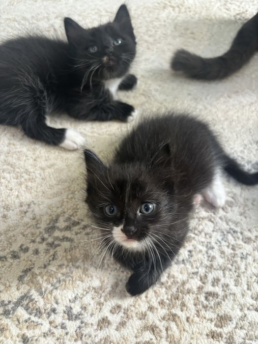 Котята бесплатно