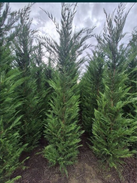 Leylandii gard viu vesnic verde 1m - 4m
