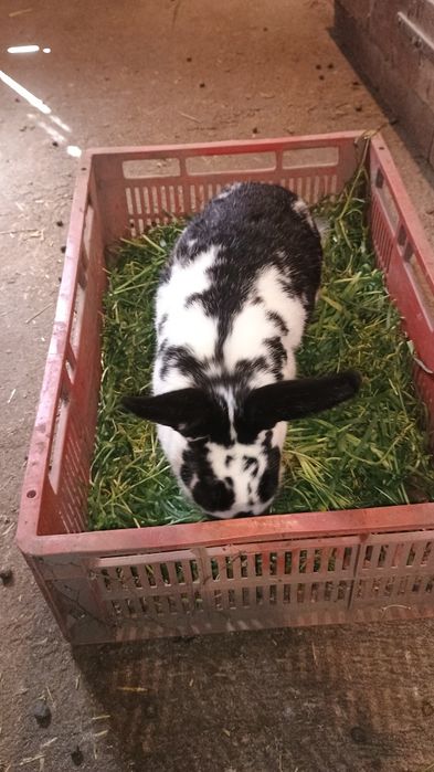 Vând iepuri fluture german.