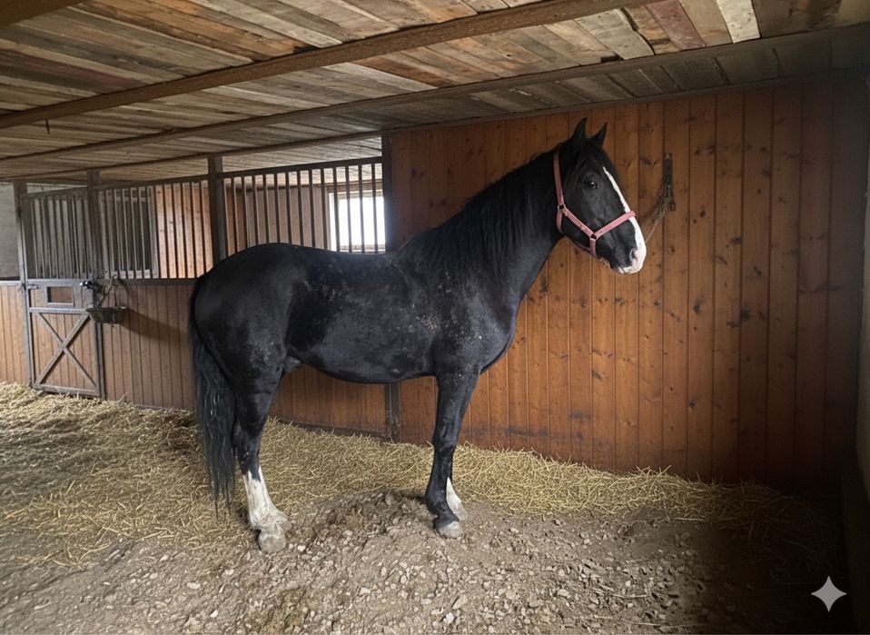 Айгыр, Айғыр , Жеребец