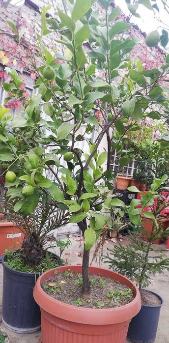 Лимони. Лимонови дръвчета - собствено производство