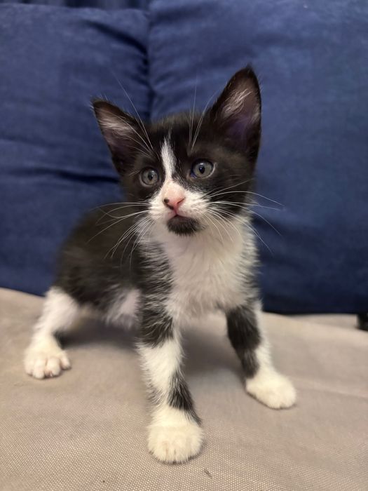 Отдам котят в хорошие руки