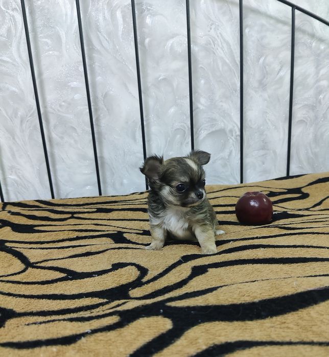 Продаётся миниатюрный мальчик чихуахуа