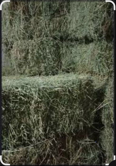 Жонышка клевер пресс