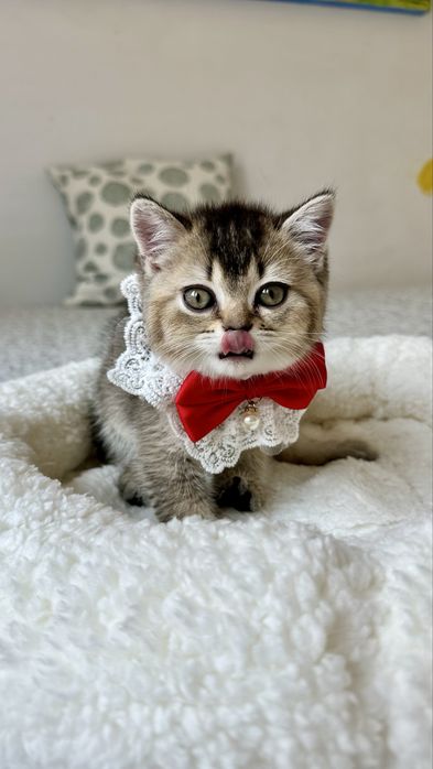 Fetita British Shorthair din Felisa Autorizata - Certificat pedigree