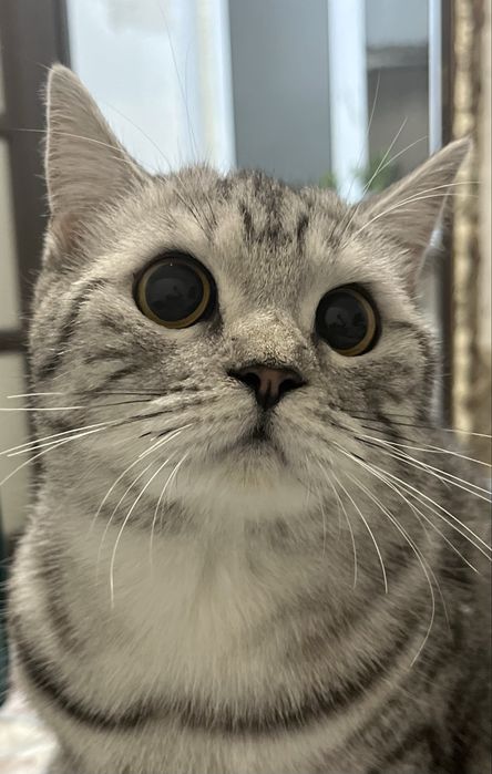 Британцы котята бронь