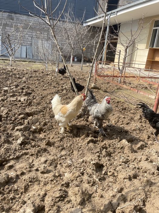 Damashniy ho’rozla sotiladi