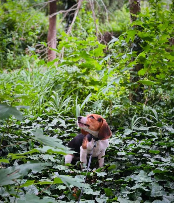 Fotograf Animale de Companie