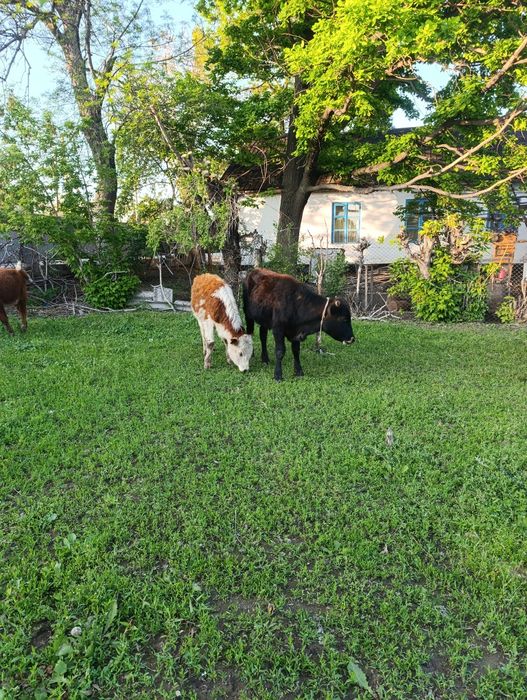 Продам бычков ..