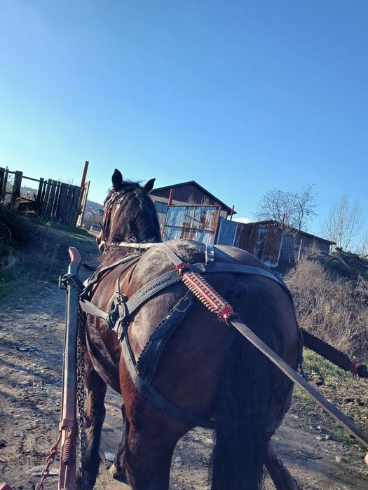 Se vinde iapa in vârsta de 8 ani