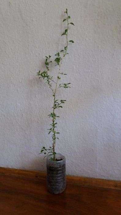 Разсад от Годжи бери