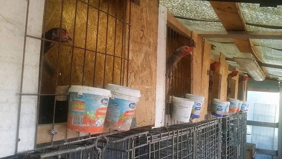 Vand combatanti  talie mare 70 cm