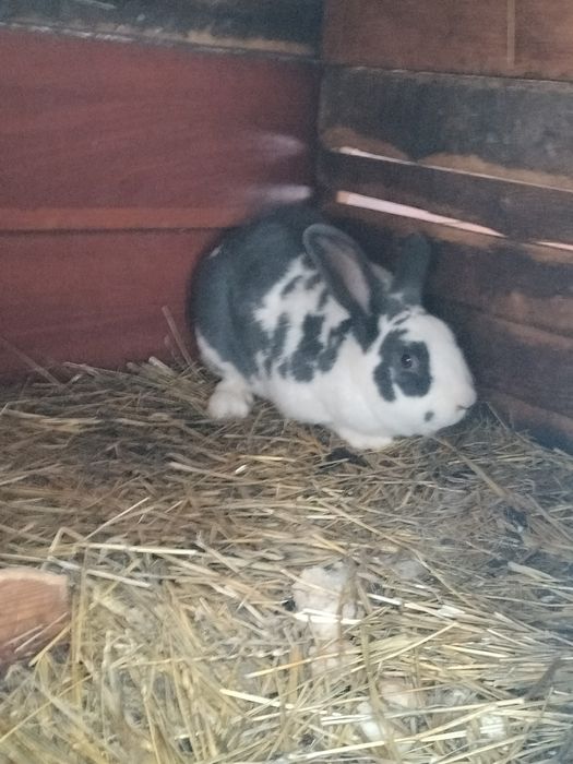 Продаются кролики