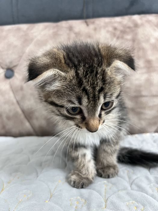 Кішкентай марғау