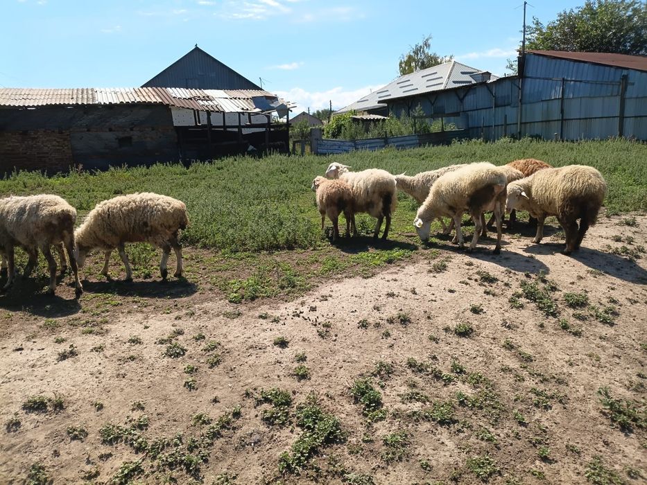 Продам баранов   разной породы