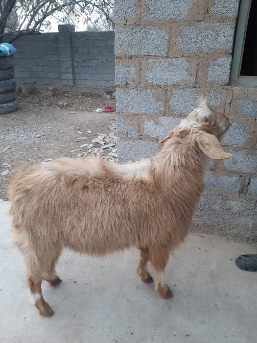 Ассалаумағалайкум теке көкпарға сатылады