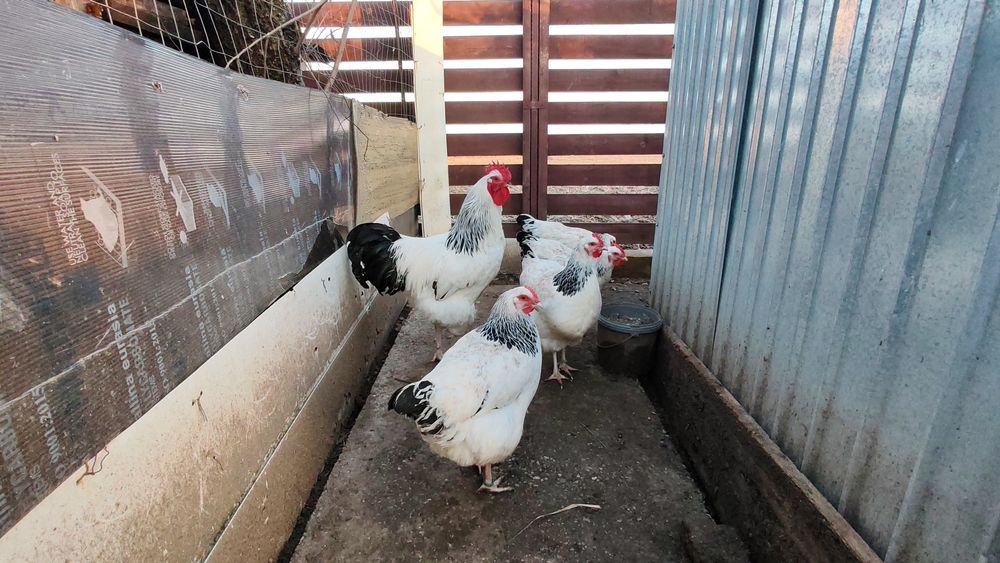 Ouă pt incubat Sussex HD