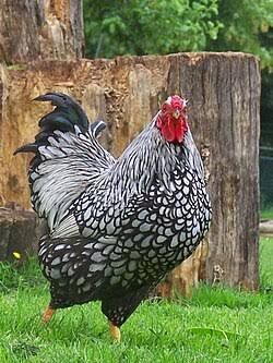 Dekorativ Wyandotte Silver