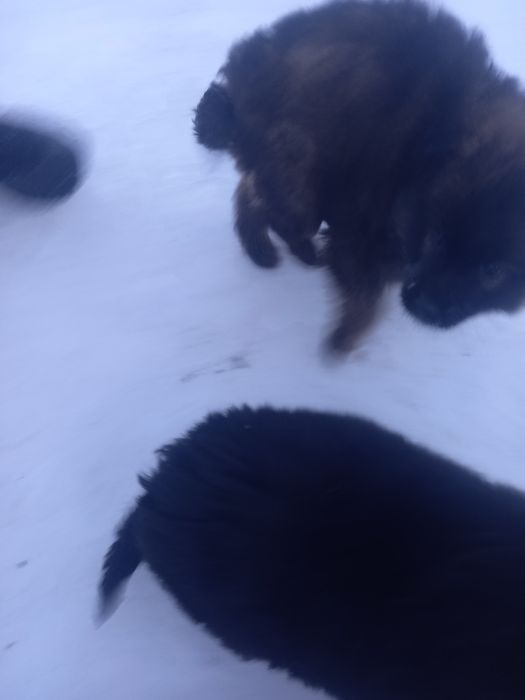 Ищем добрые руки