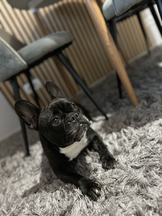 Adoptie Buldog francez
