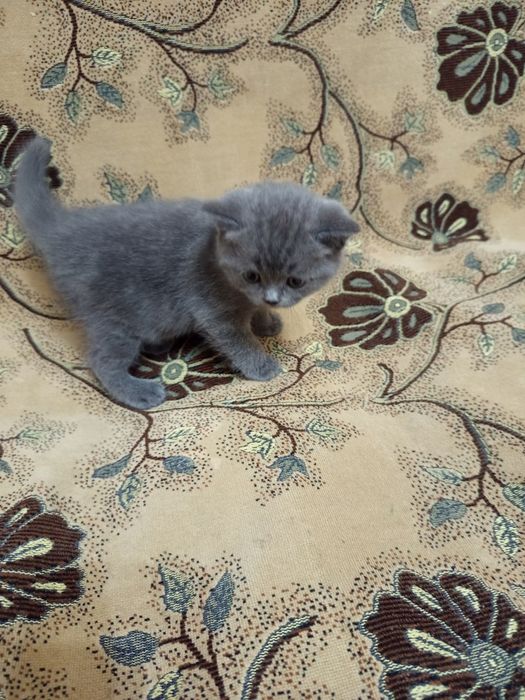 Котята скотиш фолд от правильной вязки самого лучшего окраса хороший п