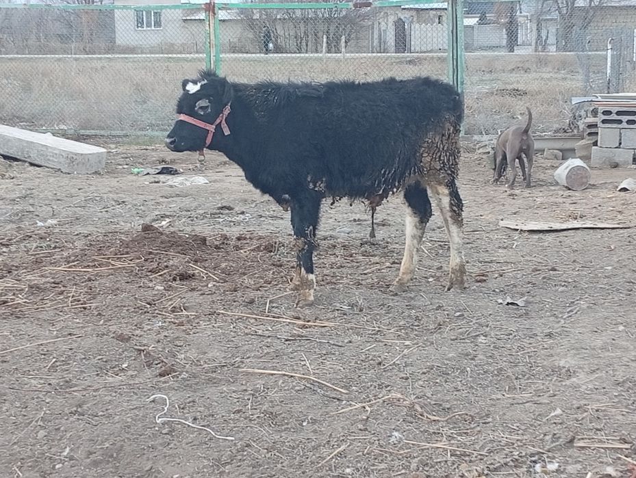Бука сатылады семыз