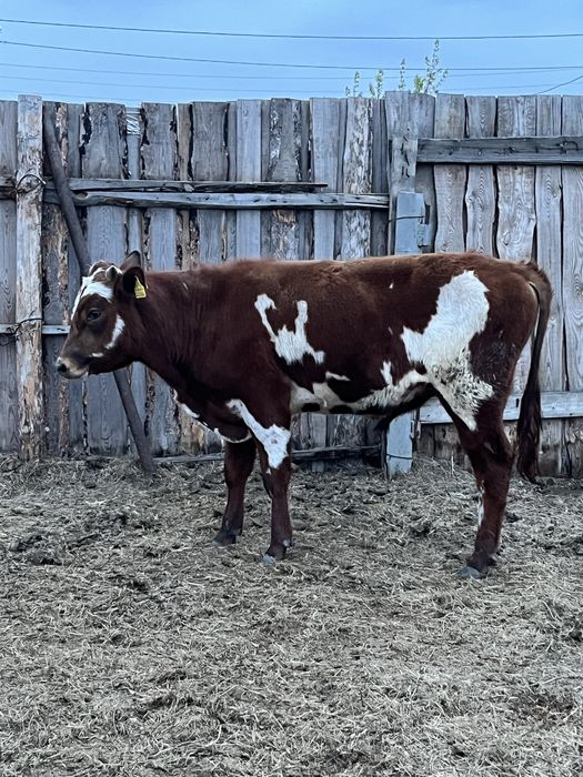 Продаются бычок и телка