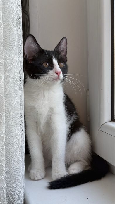 Красивый черно-белый котенок