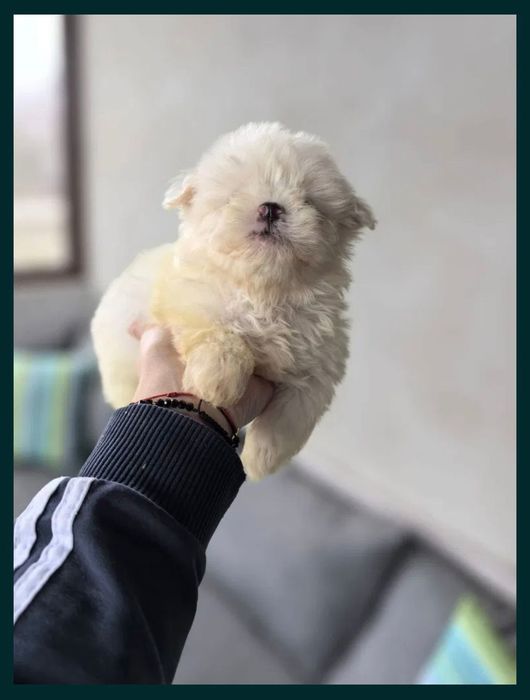 Fata bichon maltez mini