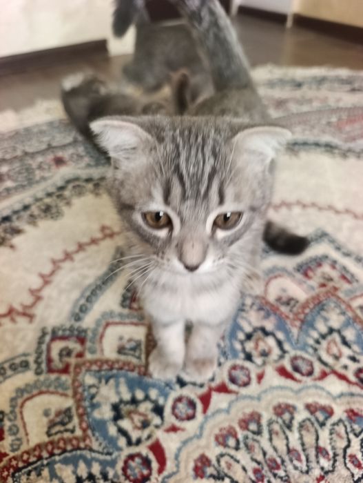 Scottish Fold va Straight mushuklari