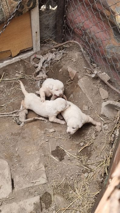 Обмен на курицу гусей и тб.