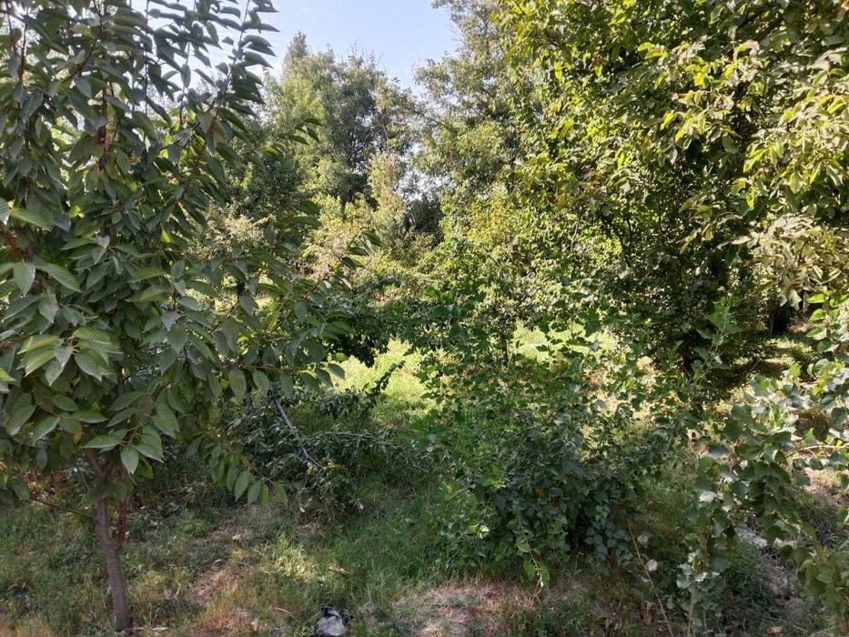 Yer sotiladi 5 sotix