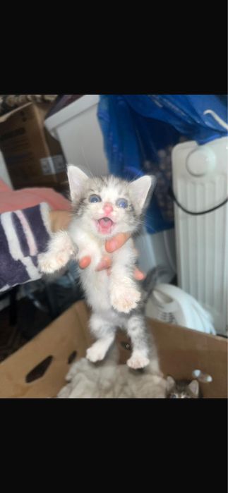 Котята срочно в домашние руки