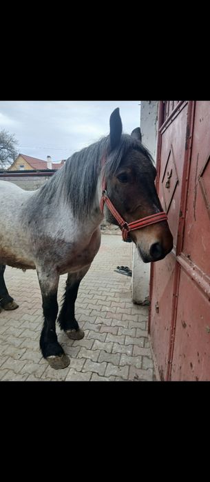 Iapa de 7ani garantat