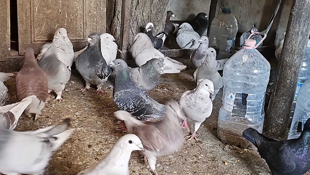 Porumbei voiajori standard pui si maturi