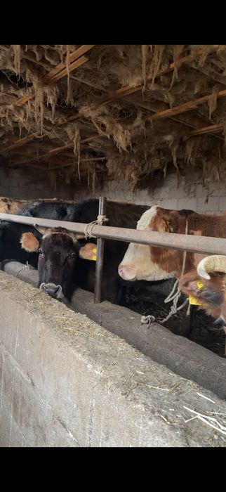 Сиыр сатылады, корова , крс