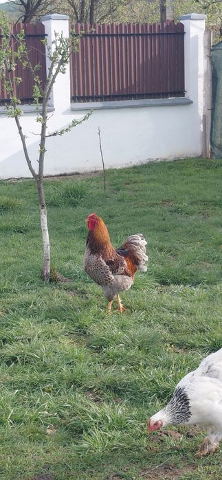 Vand gaini si cocos