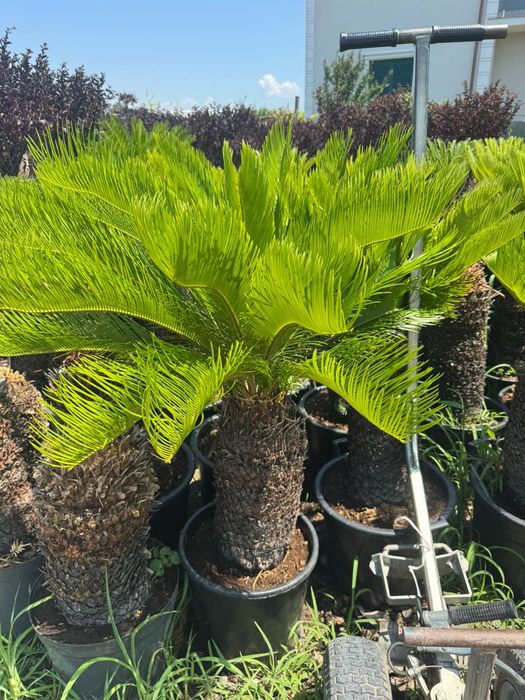 Palmieri  copaci  bambus  plante