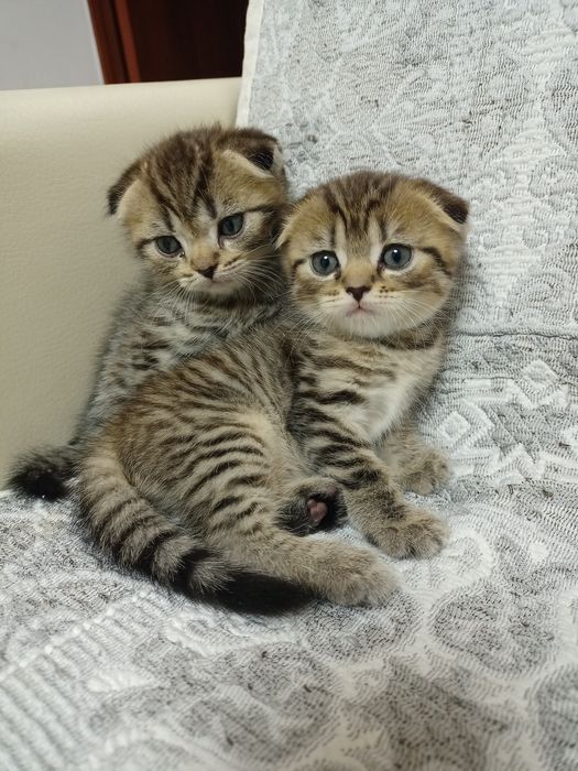 Шотландские котята