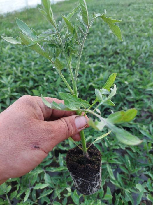 Rasaduri de legume Profesionale...