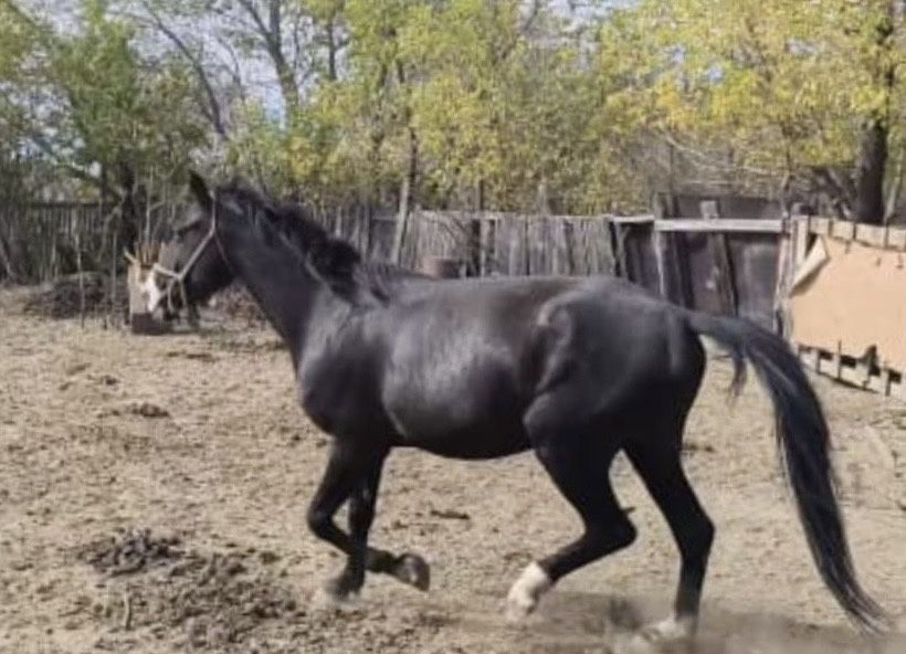 Айгыр жеребец 4 года