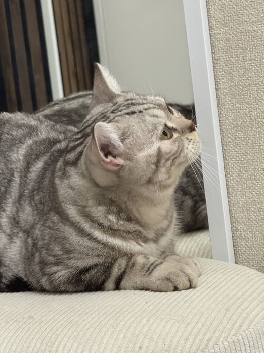Британский кошка