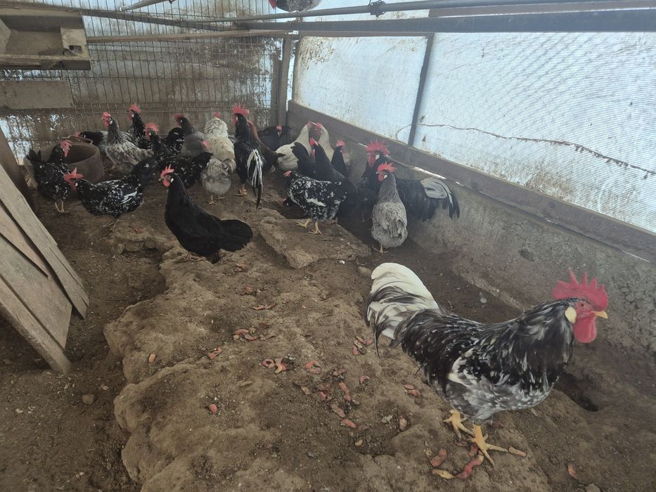 Oua italiene bobate pe negru si albastru