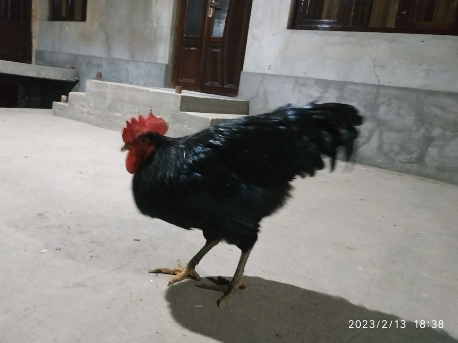 Qora shahzoda xo'roz