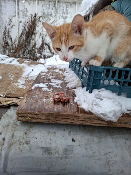 Котята в добрые руки!