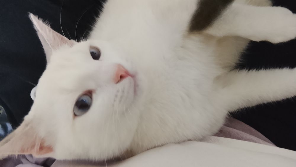 Кошка на вязку мы девочка Ищим мальчик