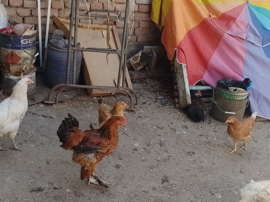 Продаю домашний петушки
