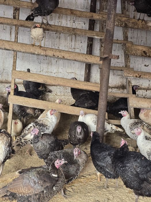 Индюк тер сатылады