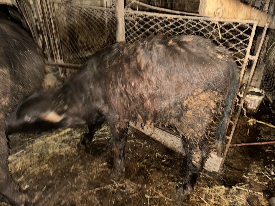 Vand vitel si bivolita separat sau impreuna